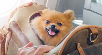 Cani in aereo, ti sei mai chiesto dove fanno i bisogni?