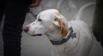Viaggiare portando cani e gatti in treno, facile o complicato? Ecco le regole da conoscere