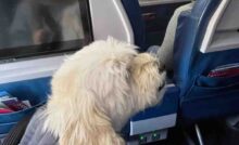 Biglietto aereo per cani quanto costa