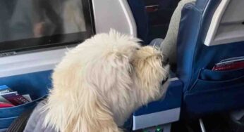 Biglietto aereo per cani: ma quanto costa?