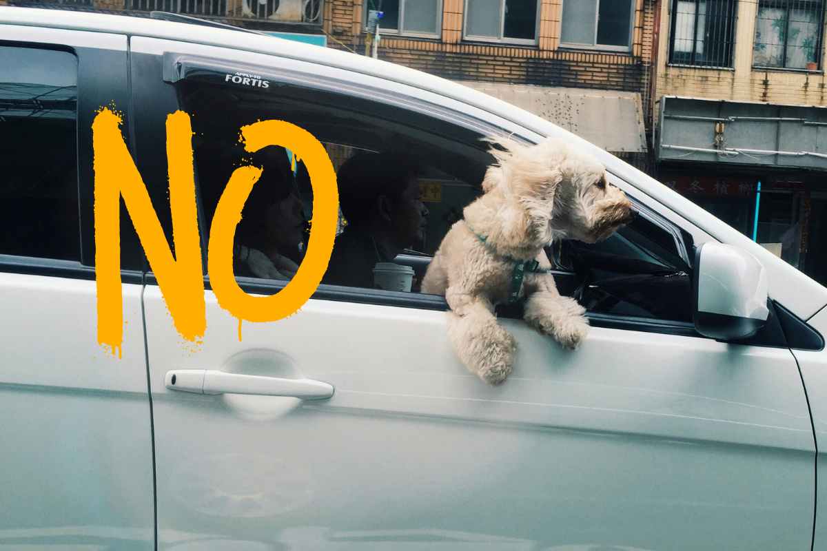 Cane in auto