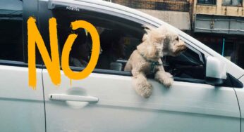 Viaggio in auto con il cane: se ci vogliono tante ore, come fare