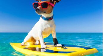 Vacanze con il cane, queste sono le mete perfette