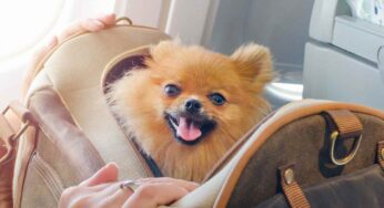 Cani in volo: tutte le compagnie aeree che accettano gli amici a quattro zampe