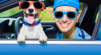 Viaggio in auto con il mio cane: quante ore può sopportare la macchina?