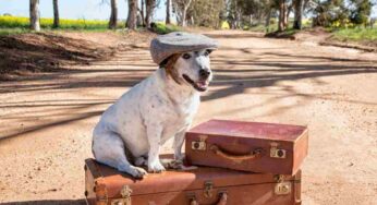 Viaggio con un cane: tutto ciò che c’è da sapere prima di partire con il nostro animale domestico